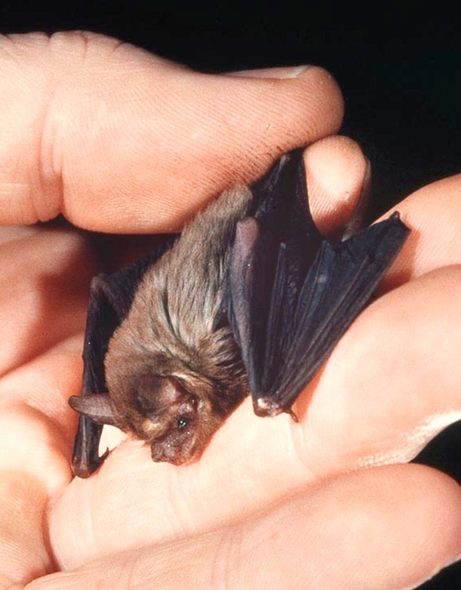 Bumblebee or Kitti's Hog-nosed Bat (Craseonycteris thonglongyai)