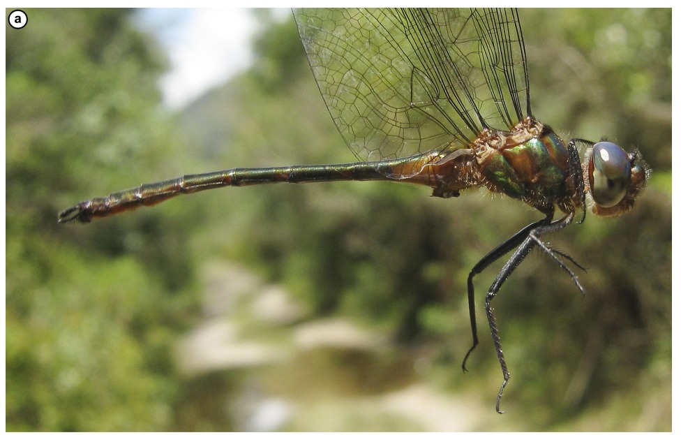 Does anyone find it more interesting to share this way? doi.org/10.1590/1806-9…