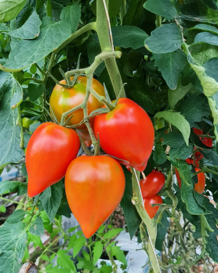 StollerEurope's tweet photo. 🌿🍅 Last week our team has been visiting some crops in France where they have used the #StollerSolutions in their crops. It’s been a very nice experience and company!
#BioForge #StimulantePlus #FrenchCrops #Récoltes #ValléDeLaLoire https://t.co/qhKcn99hJw