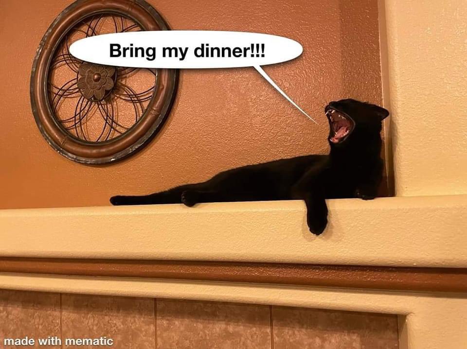 ThePhilosopurr's tweet photo. #ItsAlwaysFoodOclock
Chop chop.. https://t.co/vDgukQOP4Q
