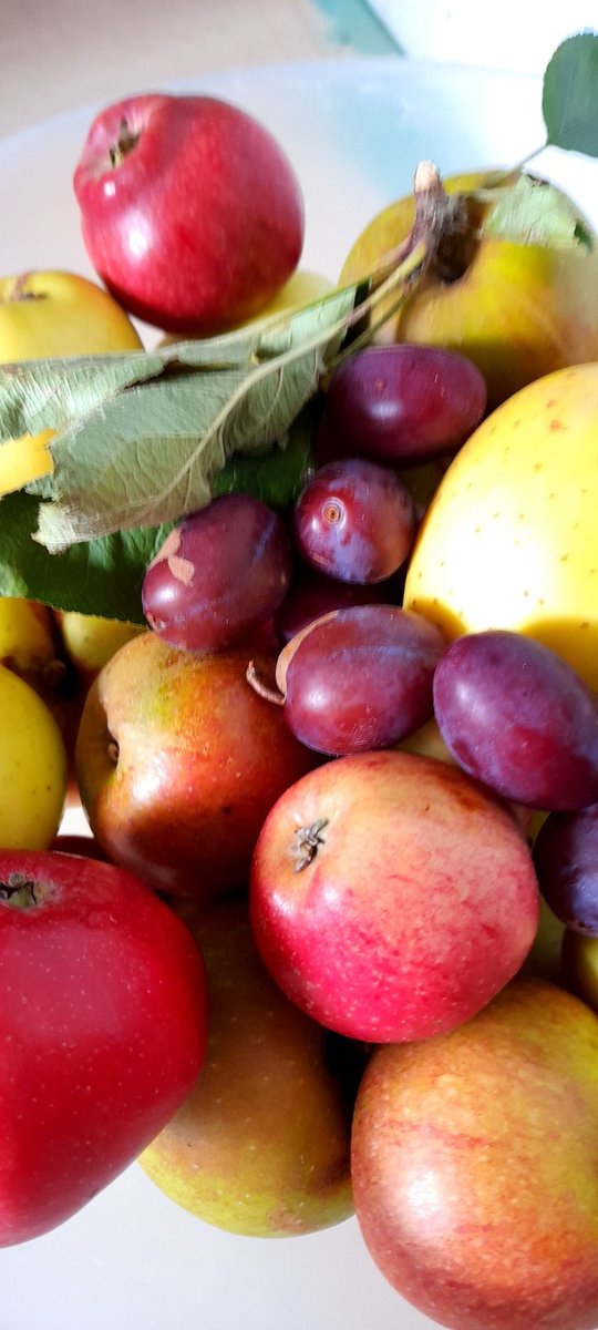 Ivycottagebaker's tweet photo. Not a bad late harvest from the #local #community #Orchard #apples #plums great #variety no #foodmiles #fresh #fruit #supportlocalcommunity #edenvalley #Cumbria https://t.co/IdsFxT7Yvj