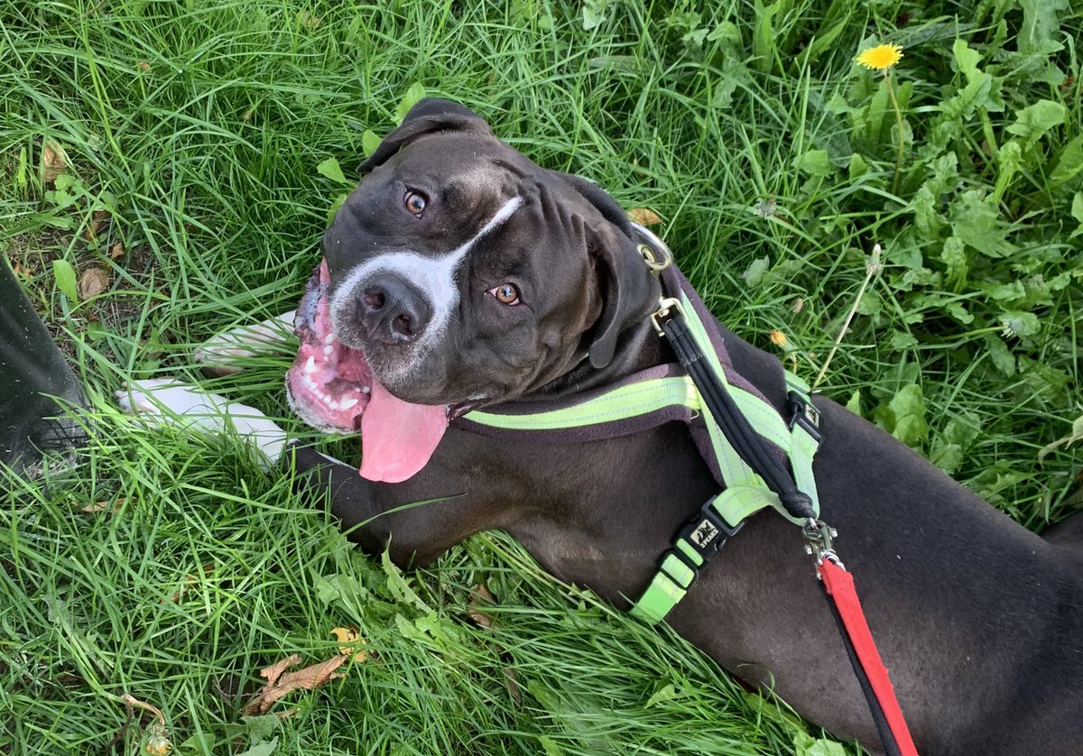 a8n_pub's tweet photo. 😍 I may have fallen in love slightly this morning at @DogsTrust, meeting this lovely lump for the first (but definitely not the last!) time… get to see him again on Thursday… #americanbulldog #rescue #droolyboy 😝🤣 https://t.co/HTqjI5jGSR