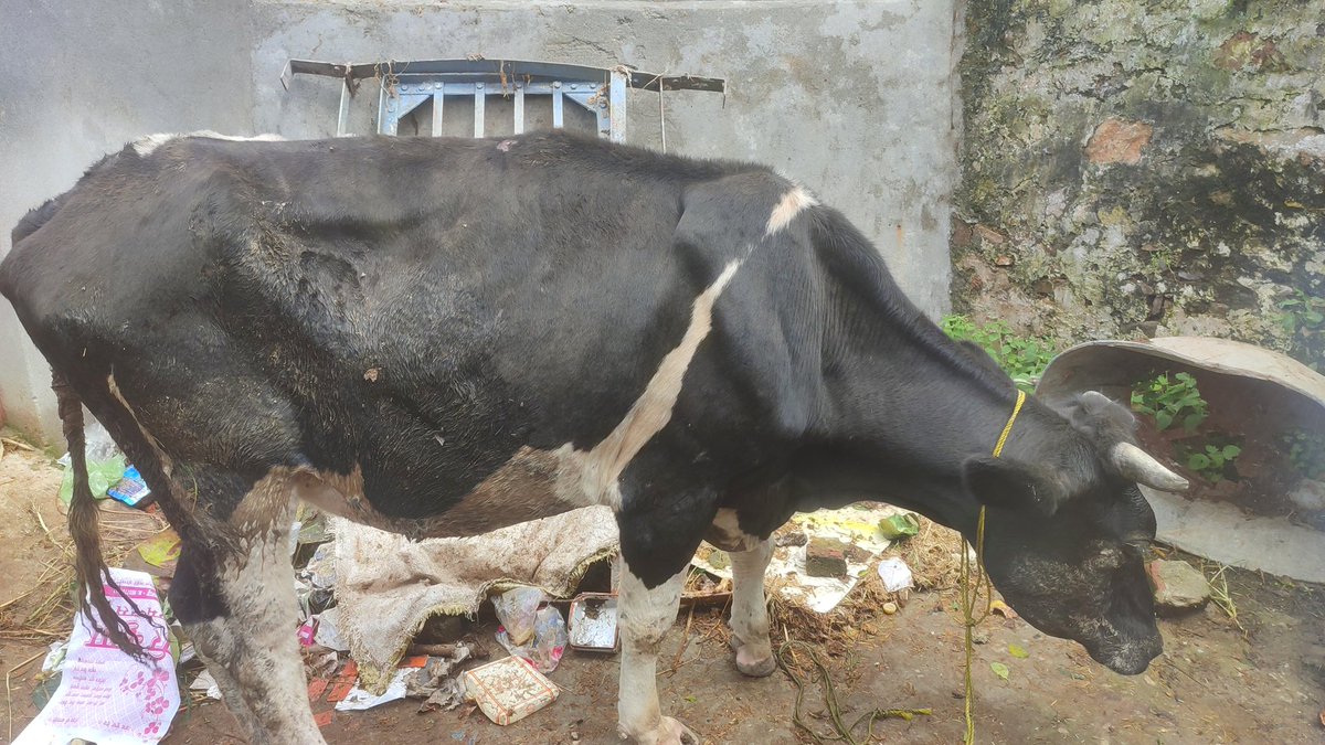 drmanojjoshi89's tweet photo. Treatment of stray cow today. 
Before and after picture https://t.co/miTW3HBMLl