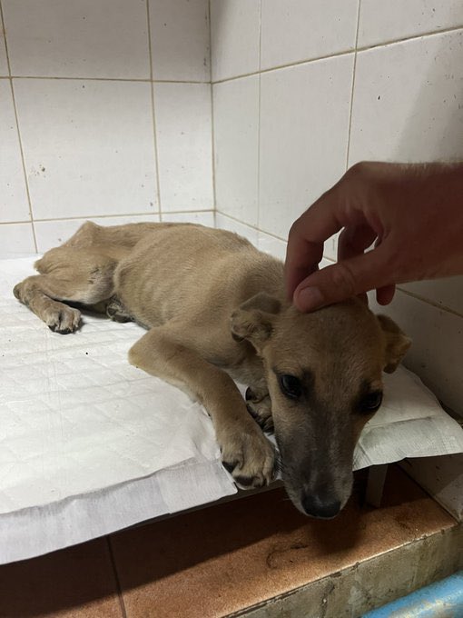 Niall Harbison tweet media