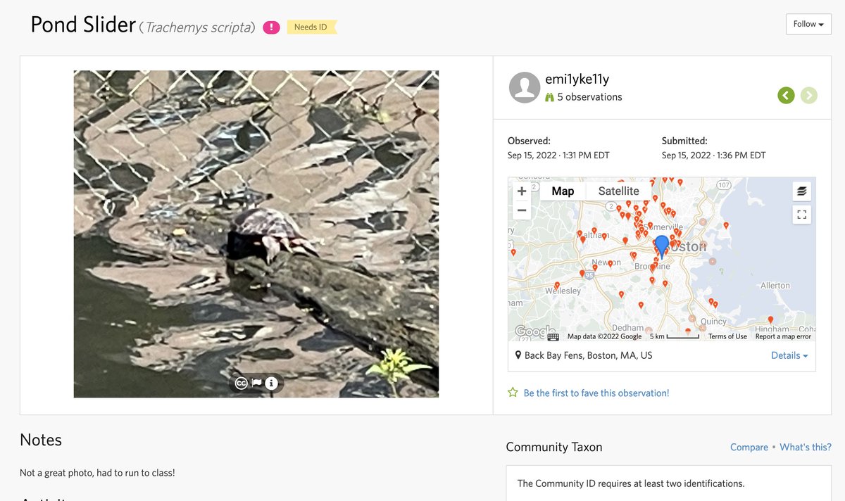 BioAtEC's tweet photo. This week's #ECBOoTW goes to users emi1yke11y and vcannataro, highlighting the biodiversity found right across the street within the Muddy River https://t.co/1x8YFtBm1e ! Make sure to check it out before the 🥶 https://t.co/JFnDtMomzH