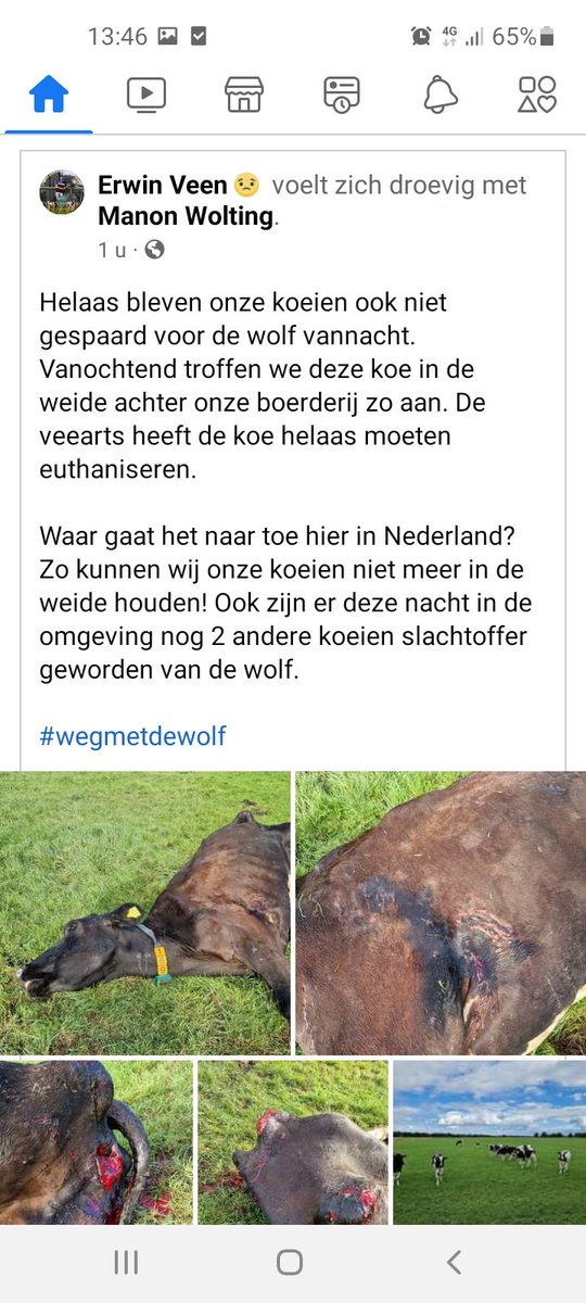 'Waar wolven verschijnen verdwijnt het vee uit de weiden'
3 aanvallen op koeien in 1 dag waar eindigt dit?
Blijkt maar weer dat onze voorouders niet voor niets de #wolf vroeger verdreven hebben uit Nederland.