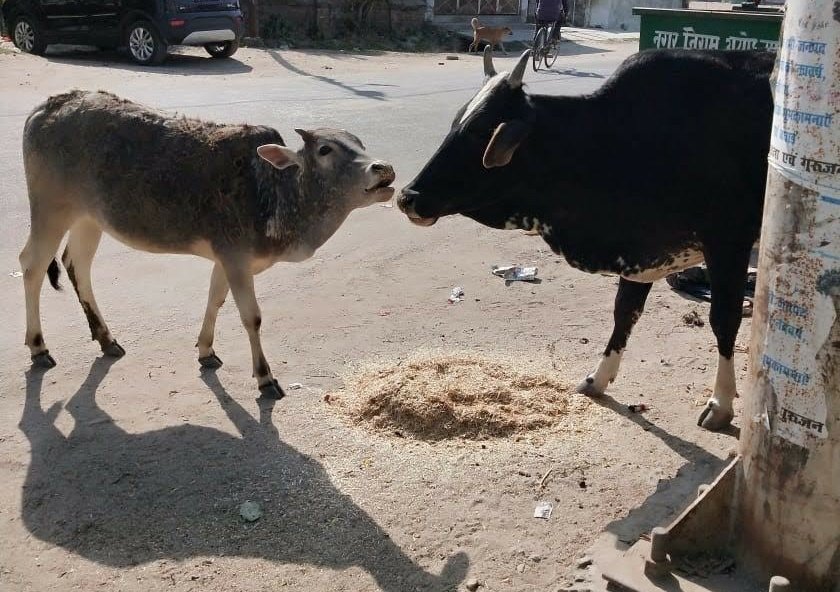 eArthSamvarta's tweet photo. Our ongoing feeding drive needs your urgent support. We will run out of our animal food supplies soon.

A small donation from you help us restock and save them from starving.

Donate - https://t.co/QS7XbksROO
UPI: samvarta@sbi
(All donations eligible for tax exemption under 80G) https://t.co/EXee0BOo7o