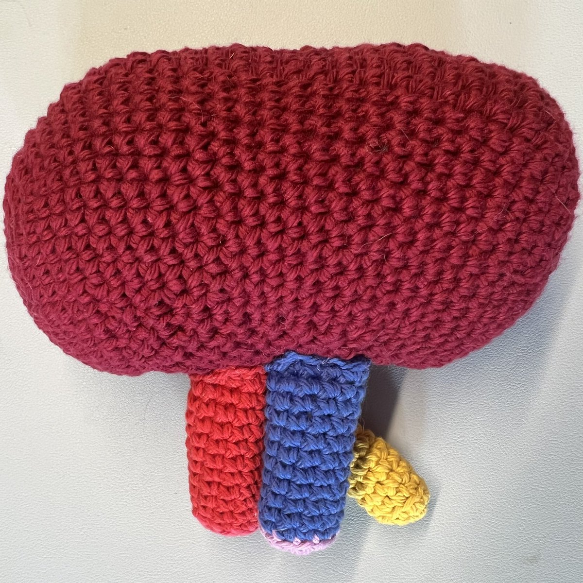 DanceAndDogs's tweet photo. Is this a left or right kidney? #medschoolcrochet #anatomycrochet #celestialcreations https://t.co/0dlMX5thKG