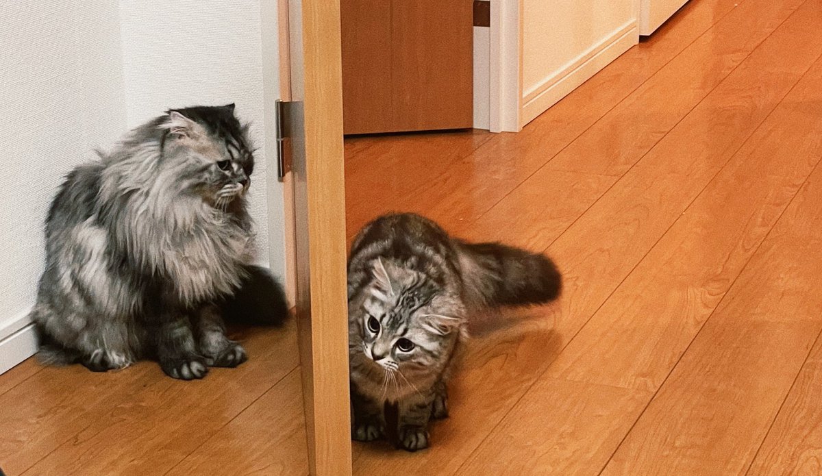 heyitssharla's tweet photo. Hide and Seek https://t.co/X5NHlW924w