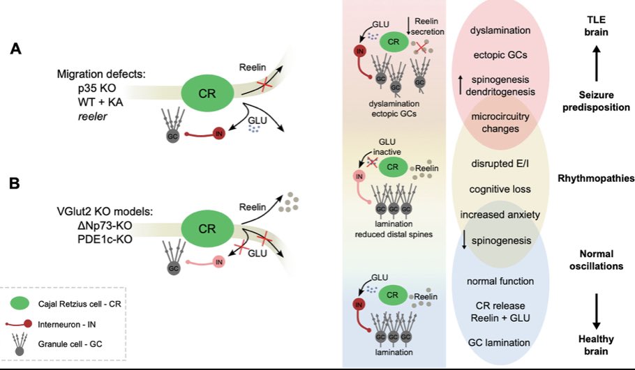 Cajal-Retzius cells send more than Reelin! Our commentary with <a href="/candelabellot/">candela</a> is now published in <a href="/AESCurrents/">Epilepsy Currents</a>  journals.sagepub.com/doi/10.1177/15… Inspired by insightful results by <a href="/MaccaferriLab/">Maccaferri Lab</a> <a href="/MaxAnstoetz/">Max Anstötz</a> and T.Freiman. New hypotheses for our <a href="/EraNeuron/">ERA Net Neuron</a> project ROSSINI with @PieraniLab
