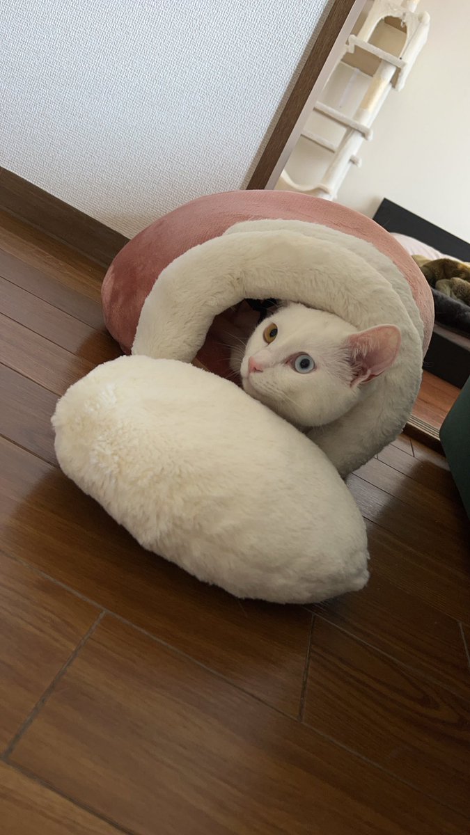 73challe's tweet photo. トレンドにあったのでうちのにゃんこも😊
#猫のいる幸せ　#白ネコ https://t.co/WAmsRY2hBD
