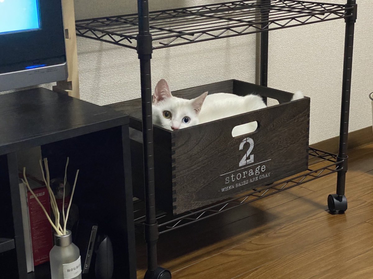 73challe's tweet photo. トレンドにあったのでうちのにゃんこも😊
#猫のいる幸せ　#白ネコ https://t.co/WAmsRY2hBD