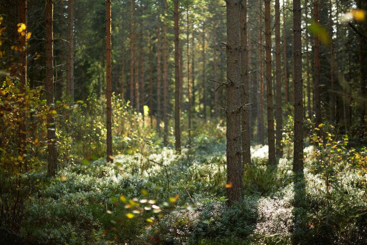 In engineered wood products, the development of finding fossil - free alternatives is a continuous work. Did you know that in 2021, the share of fossil free raw materials in Metsä Wood’s products and packaging materials was already 97 per cent? Read more:
bit.ly/3BBWtzY
