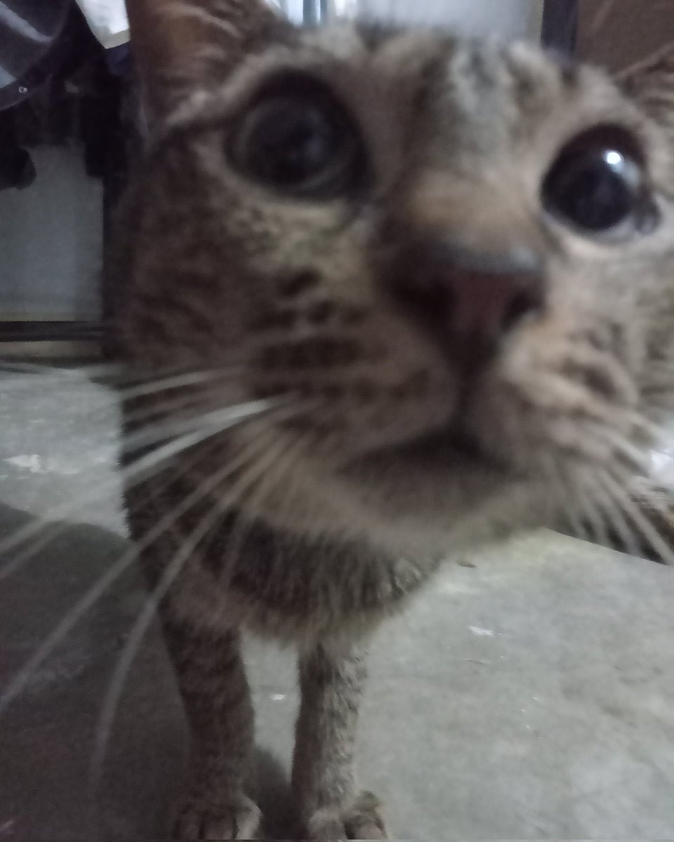 stfuandgoawae's tweet photo. @kimjongdaeph21 pspspspspspspspspspsps chen ft. my cateu ๐ฝ
#31stBloomingDae
#HappyChenDay
#์ฒธ_๊ฐ์๋ฐค์_์๋์_๋ณ
#BDAEPARTY https://t.co/chtIY2oSag