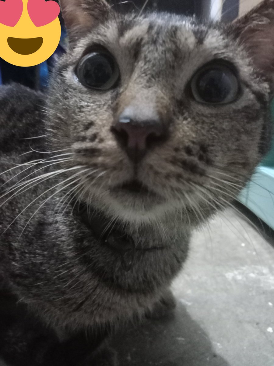 stfuandgoawae's tweet photo. @kimjongdaeph21 pspspspspspspspspspsps chen ft. my cateu ๐ฝ
#31stBloomingDae
#HappyChenDay
#์ฒธ_๊ฐ์๋ฐค์_์๋์_๋ณ
#BDAEPARTY https://t.co/chtIY2oSag