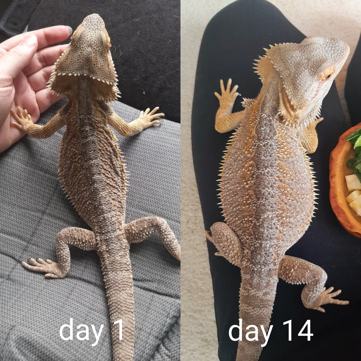 Mojo's making good progress on his gains 💪🐲 still got a long ways to go, but confident little man will be able to reach his first weight goal before the month ends
