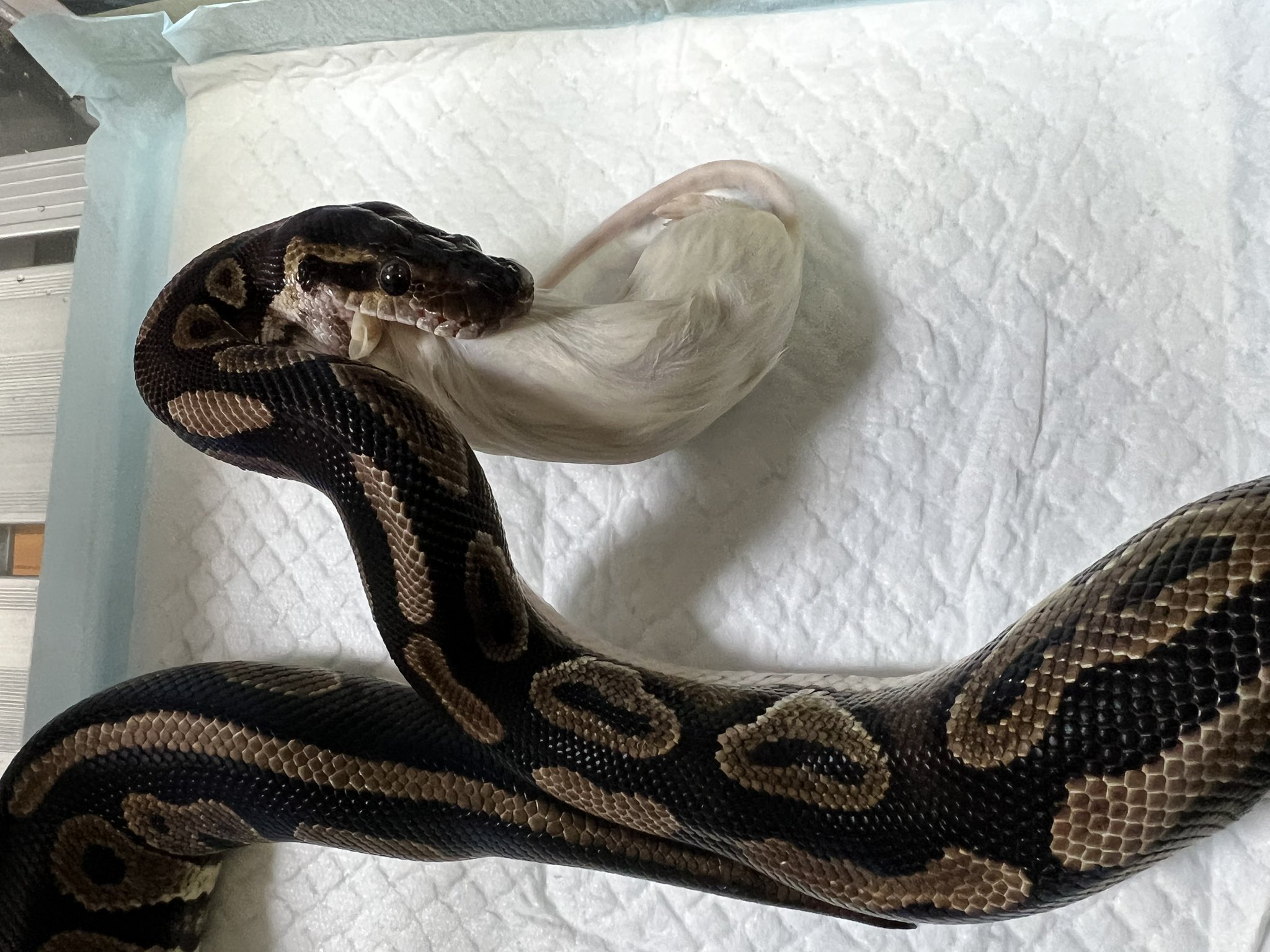 特注品 大型爬虫類飼育ケース 特定動物飼育許可取れたものです