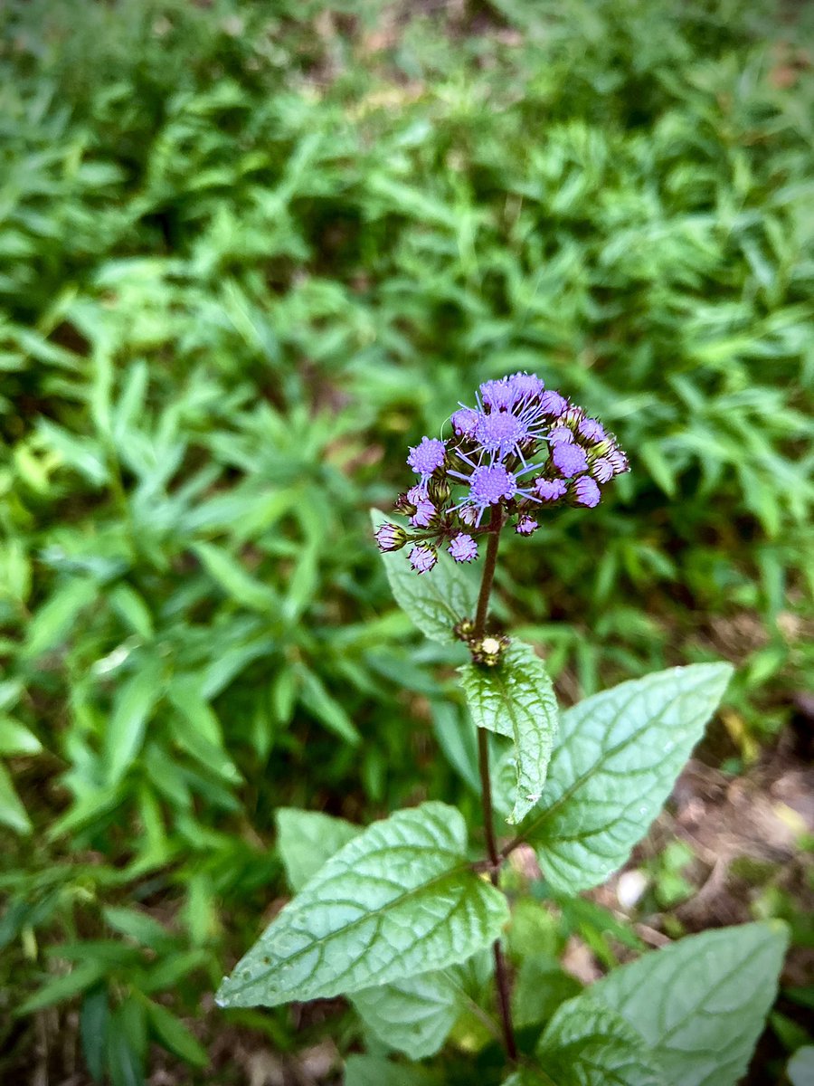 spookycrows's tweet photo. 💕 #flower #flowers #photograghy #NaturePhotography https://t.co/EAy92fICbi