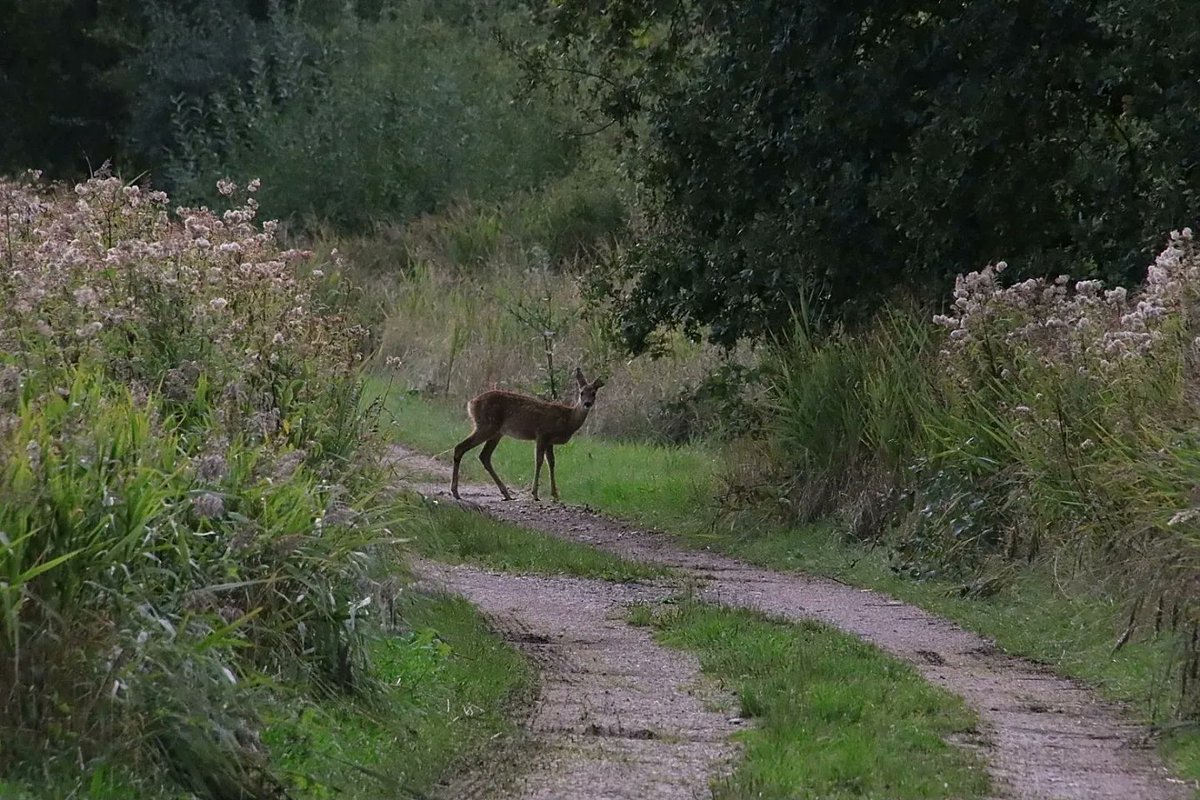 Rob Rokven tweet media