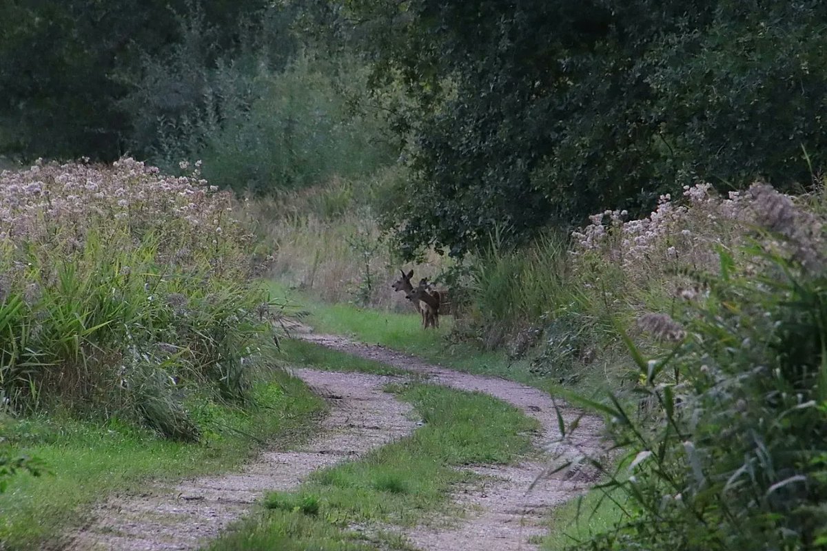 Rob Rokven tweet media