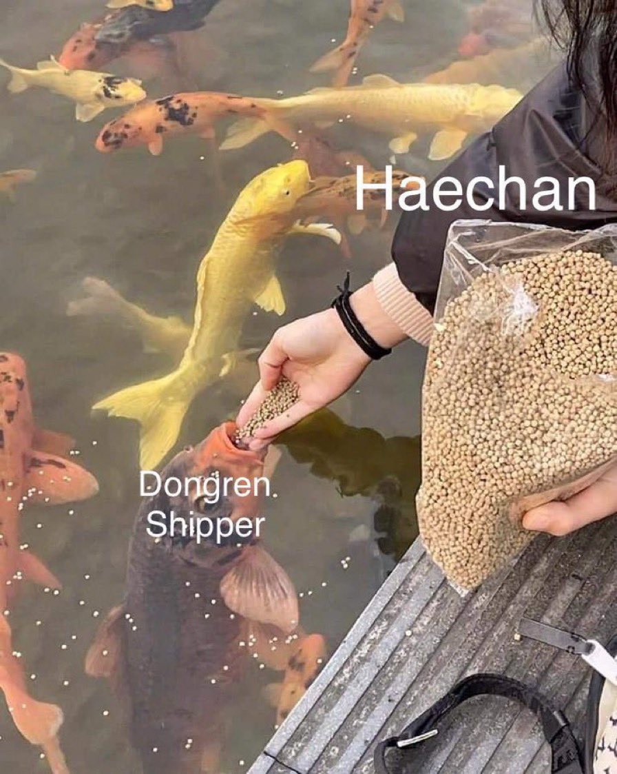 แฮชานถึงดงเหรินชิปเปอร์ #dongren