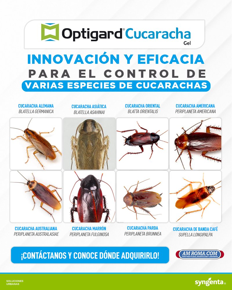 amroma_com's tweet photo. #informacionquecura 
¿HAZ UTILIZADO OPTIGARD CUCARACHA DE @Syngenta EN TUS SERVICIOS?  😱

#Syngenta #amroma #sinplagas #cucaracha #plagas #jeringa https://t.co/KUwOMxoPKj