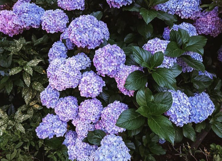 LeviLaure1's tweet image. #写真好きな人と繋がりたい
#スマホ越しの私の世界
#androidphoto
#あじさい