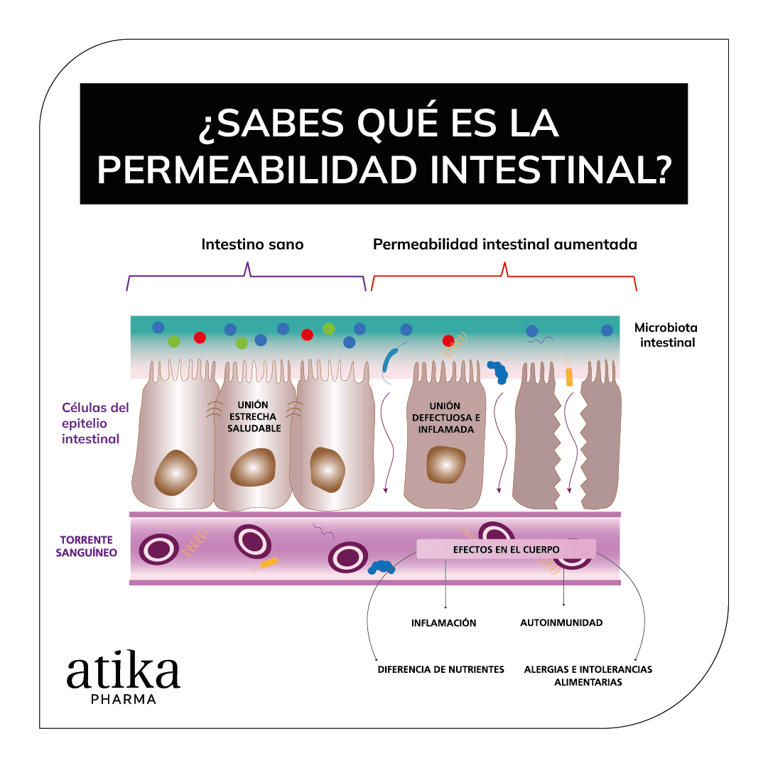 AtikaPharma's tweet photo. La #PermeabilidadIntestinal es la capacidad de paso de una sustancia a través de la barrera intestinal.

Alteraciones en esta barrera, como la #microbiota, sistema inmune o pared intestinal pueden originar una permeabilidad intestinal aumentada.

➡️https://t.co/2Y3qi4LbTe https://t.co/nPZd8X70zm