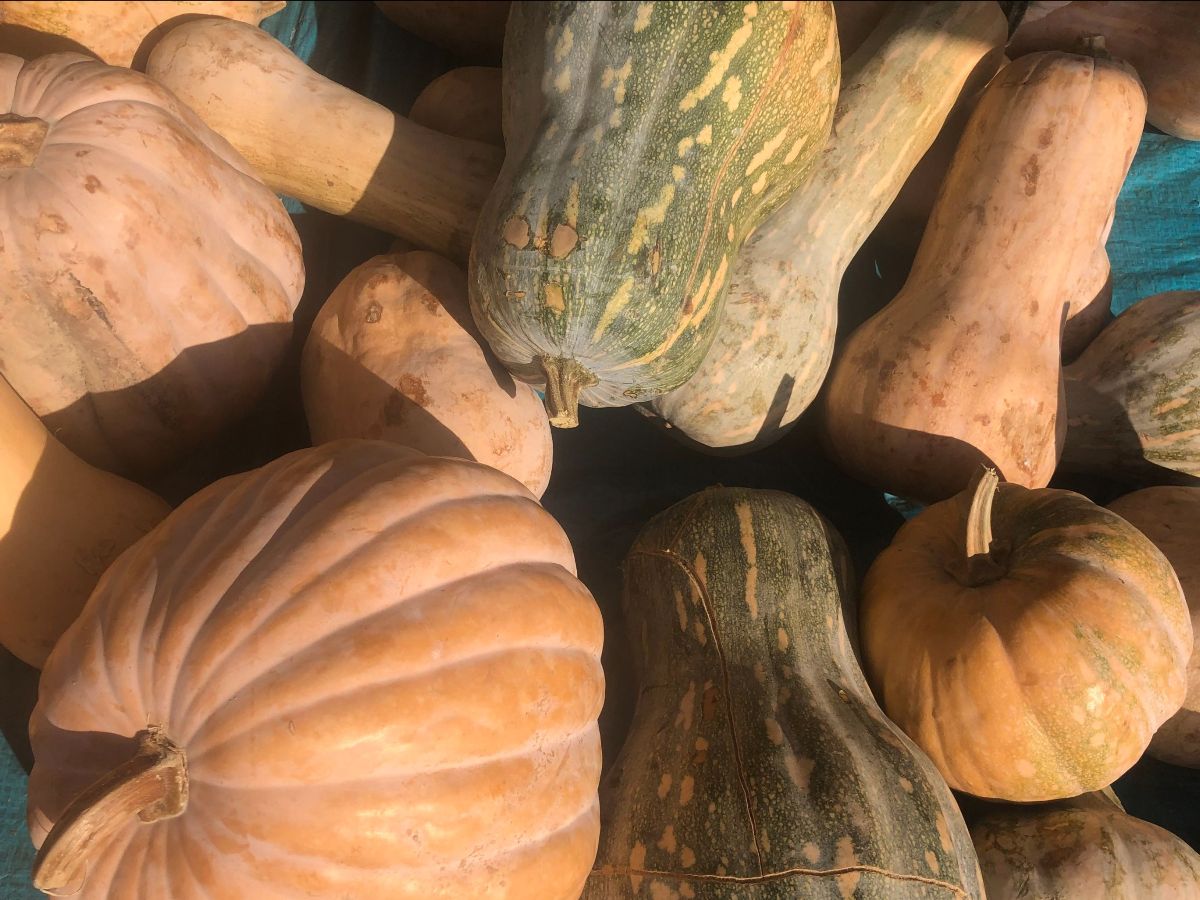 It's Finally Fall! - mailchi.mp/ac942b1c13bf/f… The Fall Equinox is this coming Thursday, and we've still already begun to see signs of fall at market, from root veggies to huge pumpkins and gourds. Join us, 10:30am-2:30pm!