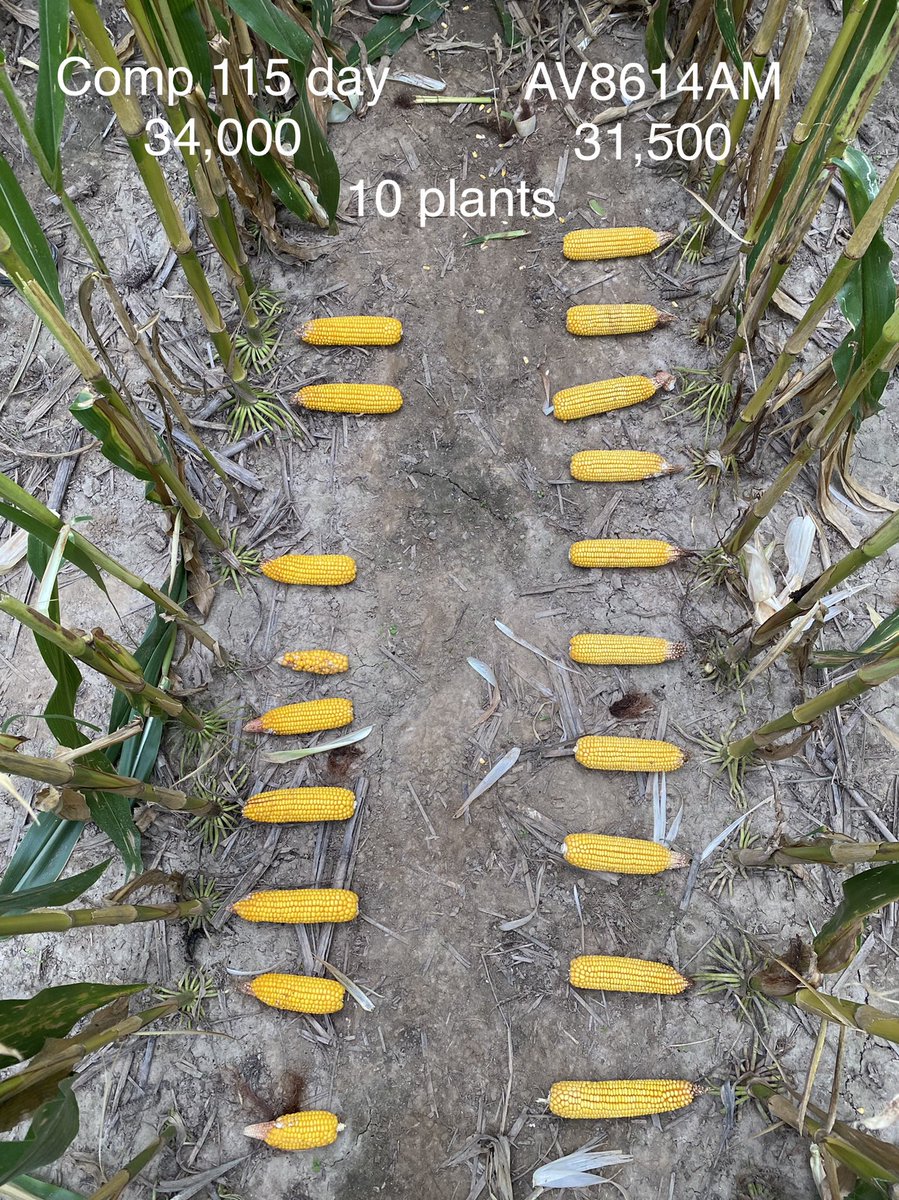 Seed quality differences. Population differences. Which do you think will perform better?  …

We think our ear flex and higher seed quality does make a difference.   …

You don’t always need to plant more seed for more yield in #harvest22. #harvest2022