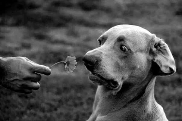 Exposure therapy is a process of reversing the learning of what causes the anxiety or eliminating the link between the stimulus and anxiety.