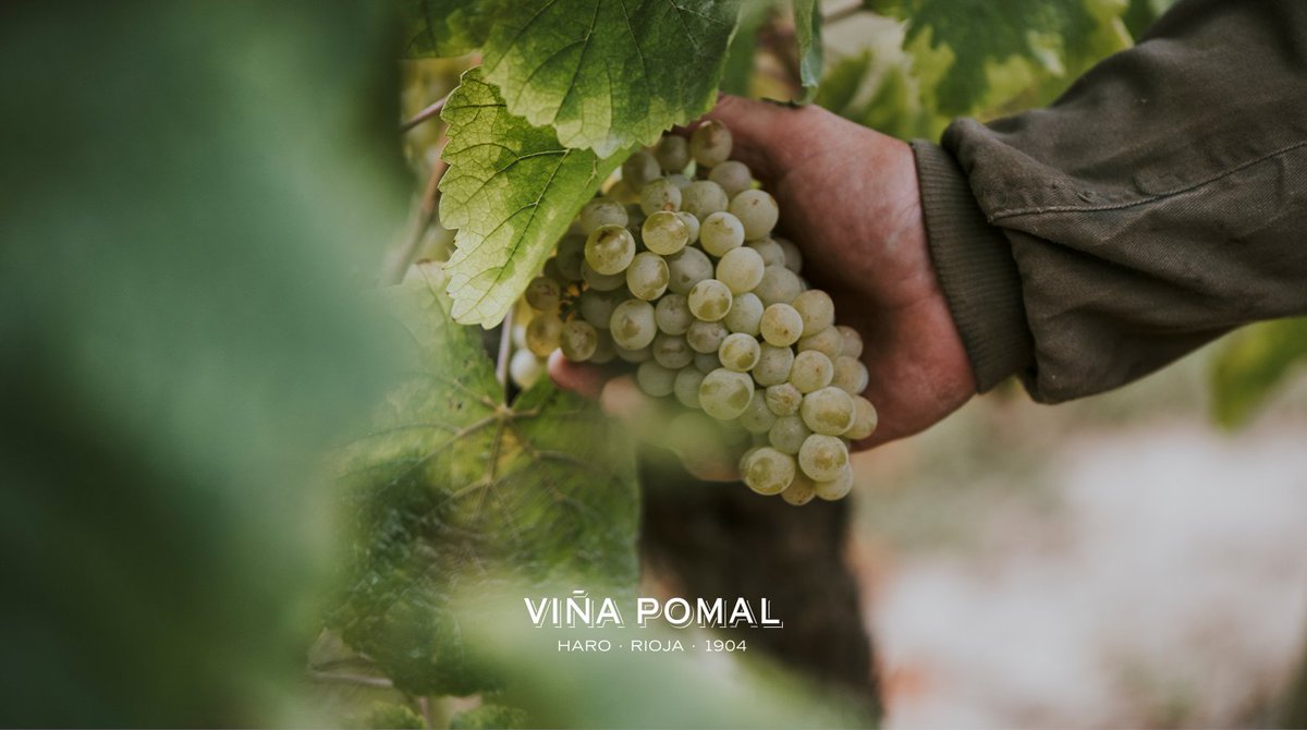 VINAPOMAL's tweet photo. September is our favourite month of the year. Can you guess why? The harvest, of course.
 
 #ViñaPomal https://t.co/ub7kkRYrNW