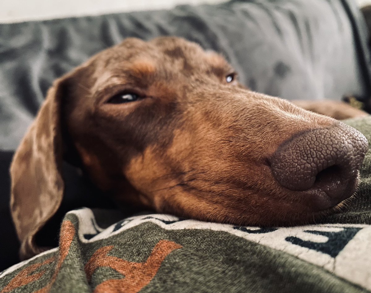 SausageDogHotel's tweet photo. Murphy is ready for his afternoon nap… #GettingSleepy https://t.co/bxHIVS6ptW