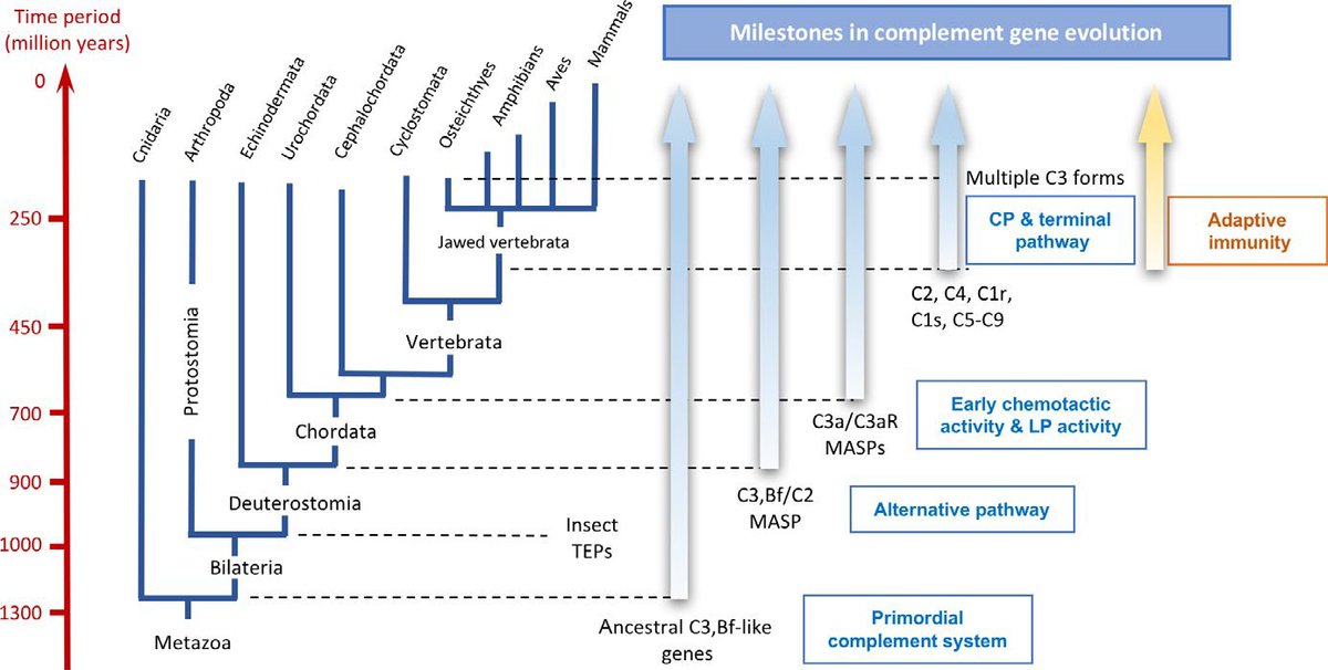 dmastellos's tweet photo. Wondered how #ancient the #complement system is? C3-like molecules have been reported in exotic invertebrates i.e., #cnidarians, #tunicates & sponges dating back to over 700m ys ago A primordial system w/ #C3, #FB #MASP-like genes likely evolved 900-1000m ys ago! #Evolution https://t.co/Rq1NXpeBkk