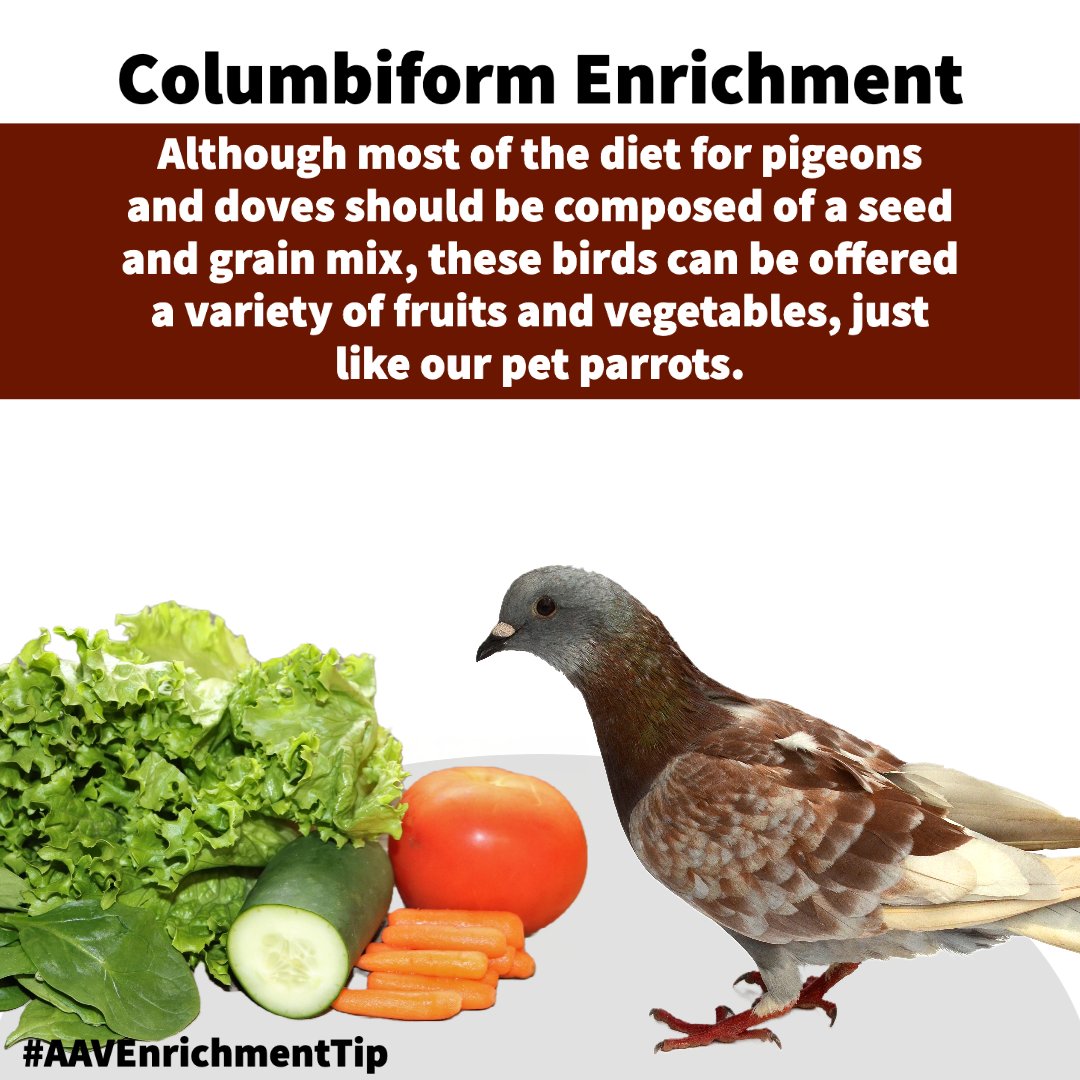 aavonline's tweet photo. Columbiform Enrichment:
https://t.co/mWxcNtownv
https://t.co/KCmEHi2JTy
#AAVEnrichmentTip #pigeons #avianenrichment #birdenrichment #avianforaging #busybeaksbusybrains #foraging #foragingforfood #workforit #avianbehavior #petbirdsofinstagram #avianmedicine https://t.co/7zcs3yiWTV
