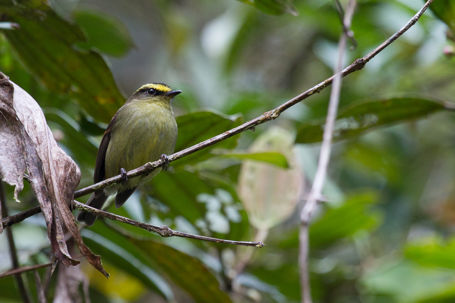 birdwatchingcol's tweet photo. Hey, I say the yellow belly pitajo and I really like insects and people like my pronounced yellow eyebrows.👀 I invite you to my house in the subtropical forests of the Colombian Andes.
✈ Check our set departure https://t.co/a64oSv4CLd #TweetWatching #BirdWatching #Birds https://t.co/zNAe4EwDfU