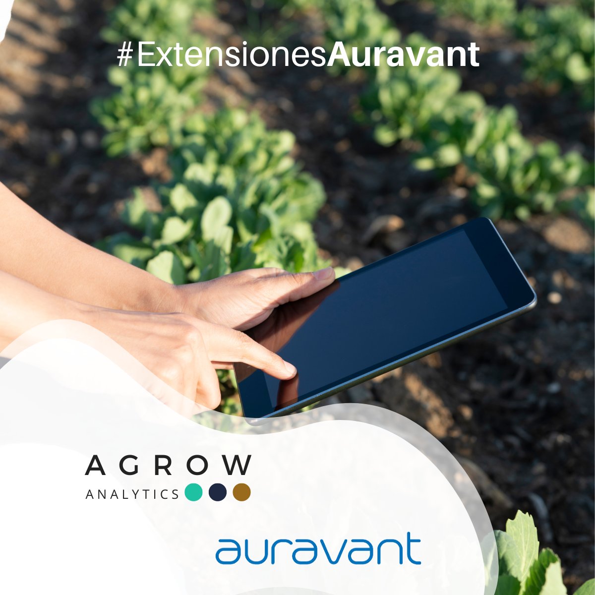 Agrow Analytics tweet media
