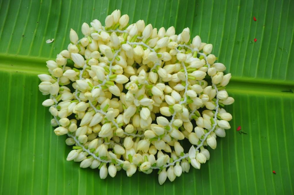 APEDA on Twitter "A consignment of GI tagged Madurai malli (Jasmine