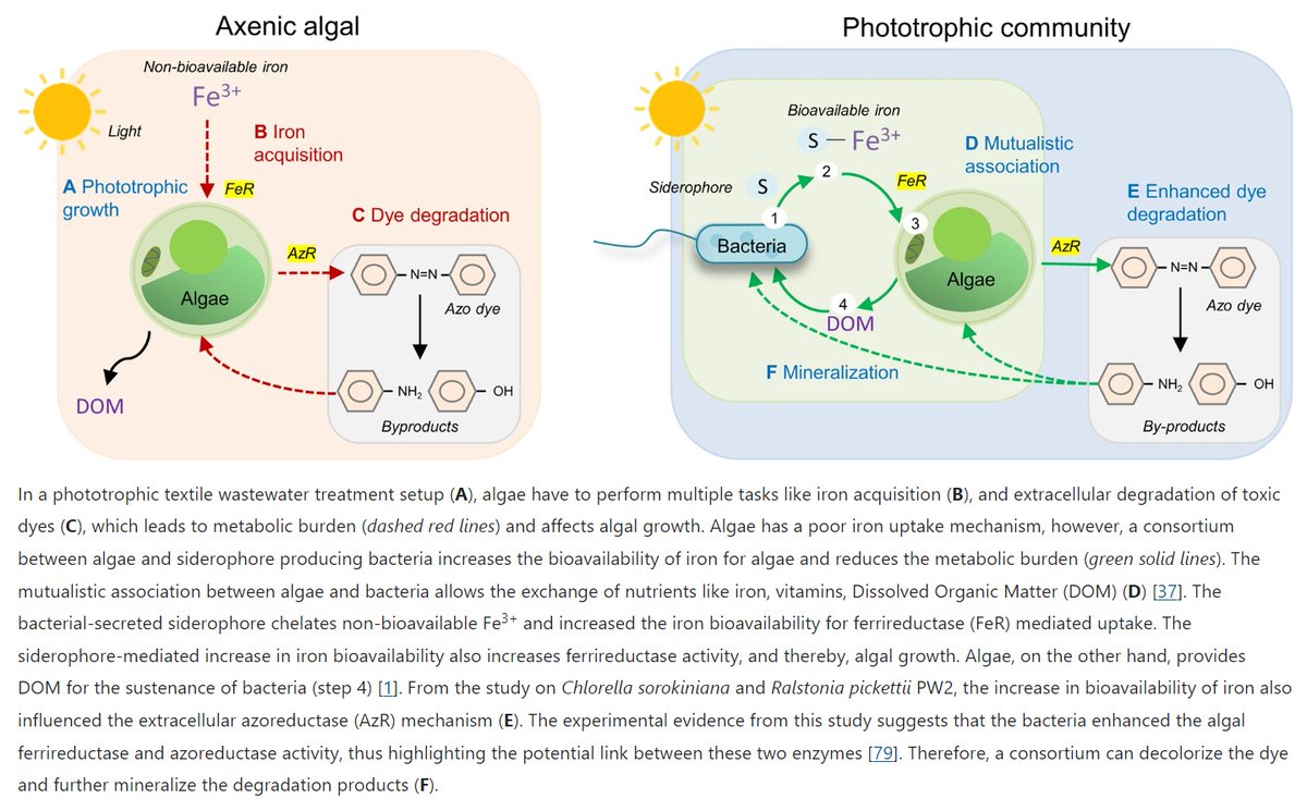 SpringerMicBio's tweet photo. New in @ISMEComms: Iron-dependent mutualism between Chlorella sorokiniana and Ralstonia pickettii forms the basis for a sustainable bioremediation system

Read now at: https://t.co/RAaz73ADfg

#Environmentalsciences #Microbialecology https://t.co/dep3nvflpp