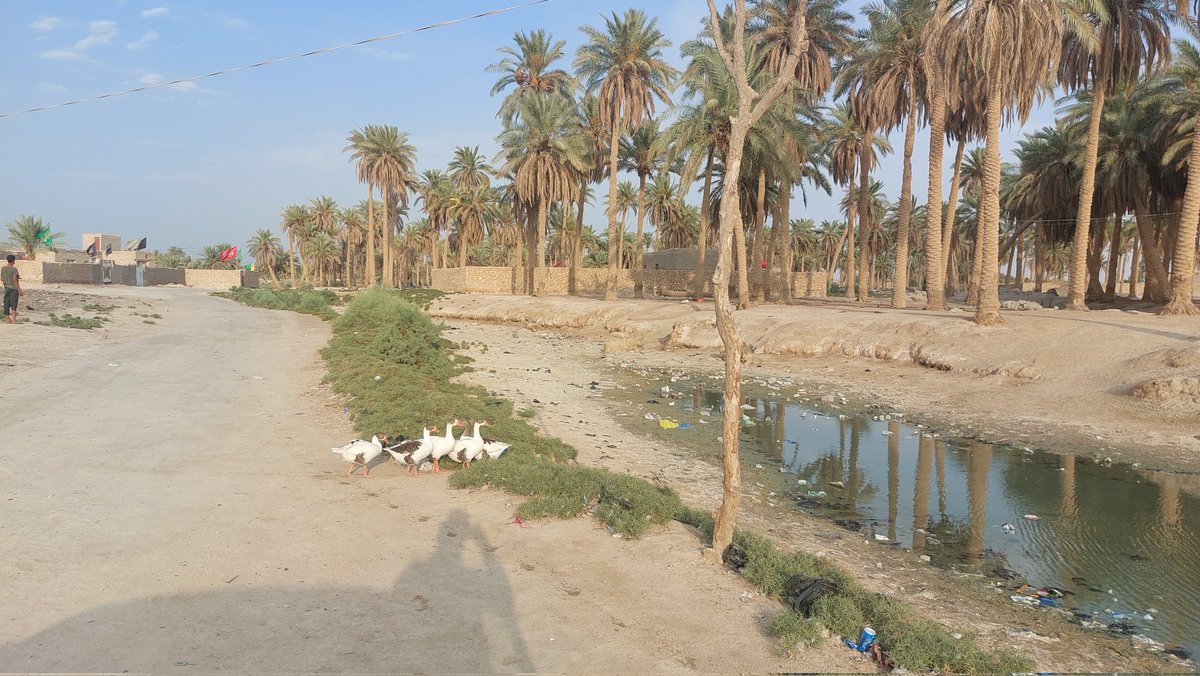 JaafarJotheri's tweet photo. It was like a heaven, Mr Mahdi, a farmer in his 82 said. It's a spring in the desert surrounded by gardens of palm trees, grapes, figs and pomegranates. More than 30 acres of wheat, barley and rice. Now, it's salty and not even enough for few plam trees. https://t.co/h0qNnntXLs
