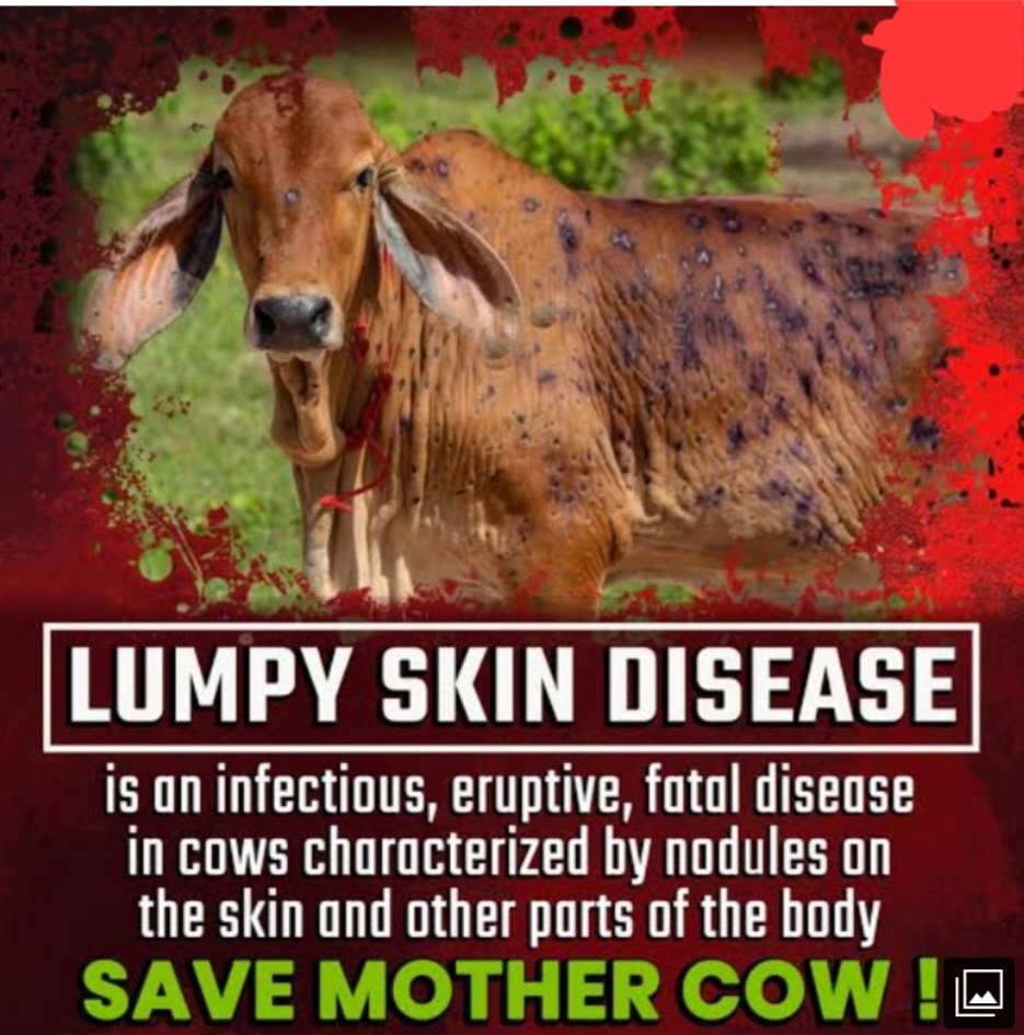 #SaveMotherCows
Cows which are considered as mother in Hinduism is under severe attack by lumpy disease.
If we can make vaccine for covid-19 in a short-term then why can't for our mothr cows. Milk is a major source of income in rural india.