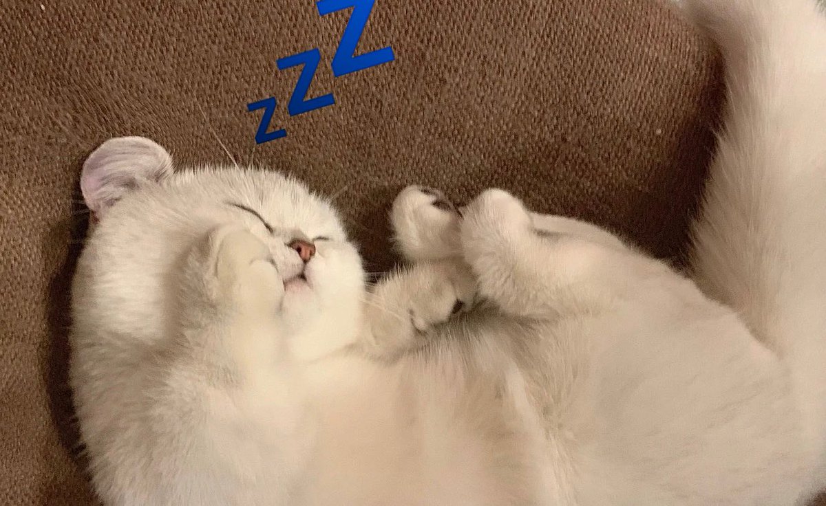 GOLDIES 😺 Tipps zur Verbesserung der Schlafqualität 🧶

1. 8h+ (ideal 9) ungestörter mono- ;oder polyphasischer Schlaf (über Nacht &amp; Tag verteilt)