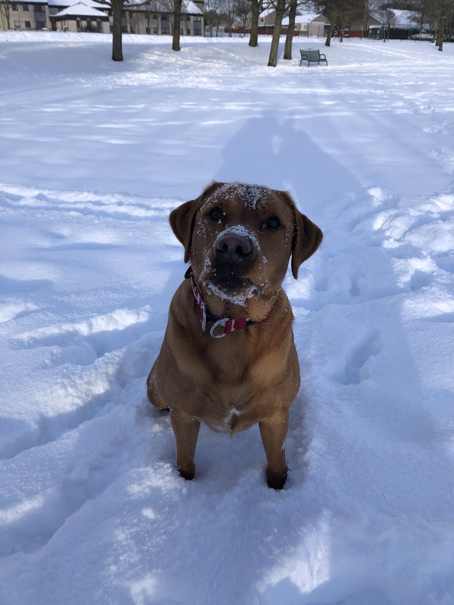 katiefxndlay's tweet photo. Been 3 years since we brought Ollie home, couldn’t of asked for a better dog❤️ https://t.co/uFBpT4eqhf