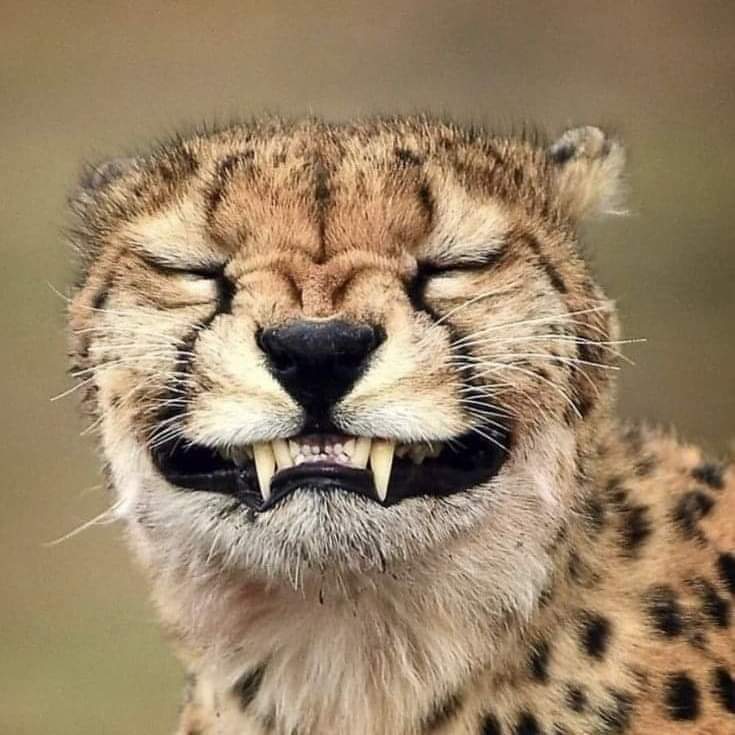 lovi900's tweet image. I love freedom 

#CheetahIsBack