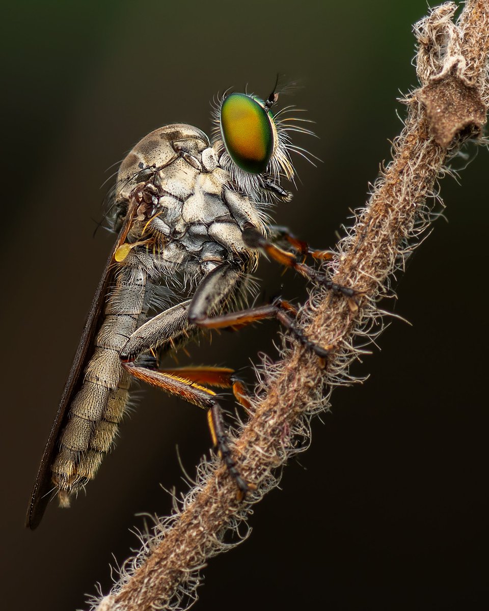 Robberfly Portrait
#insects #photography #NFTs
#macrophotography #forest #MacroMonday #macro #HUNTER #wildlifephotography #fly #wildlife #Lockdown4 #homephotography #predator #Prey #maceoworld #pinakpaulphotograaphy #Indian #Nikon #TAMRON