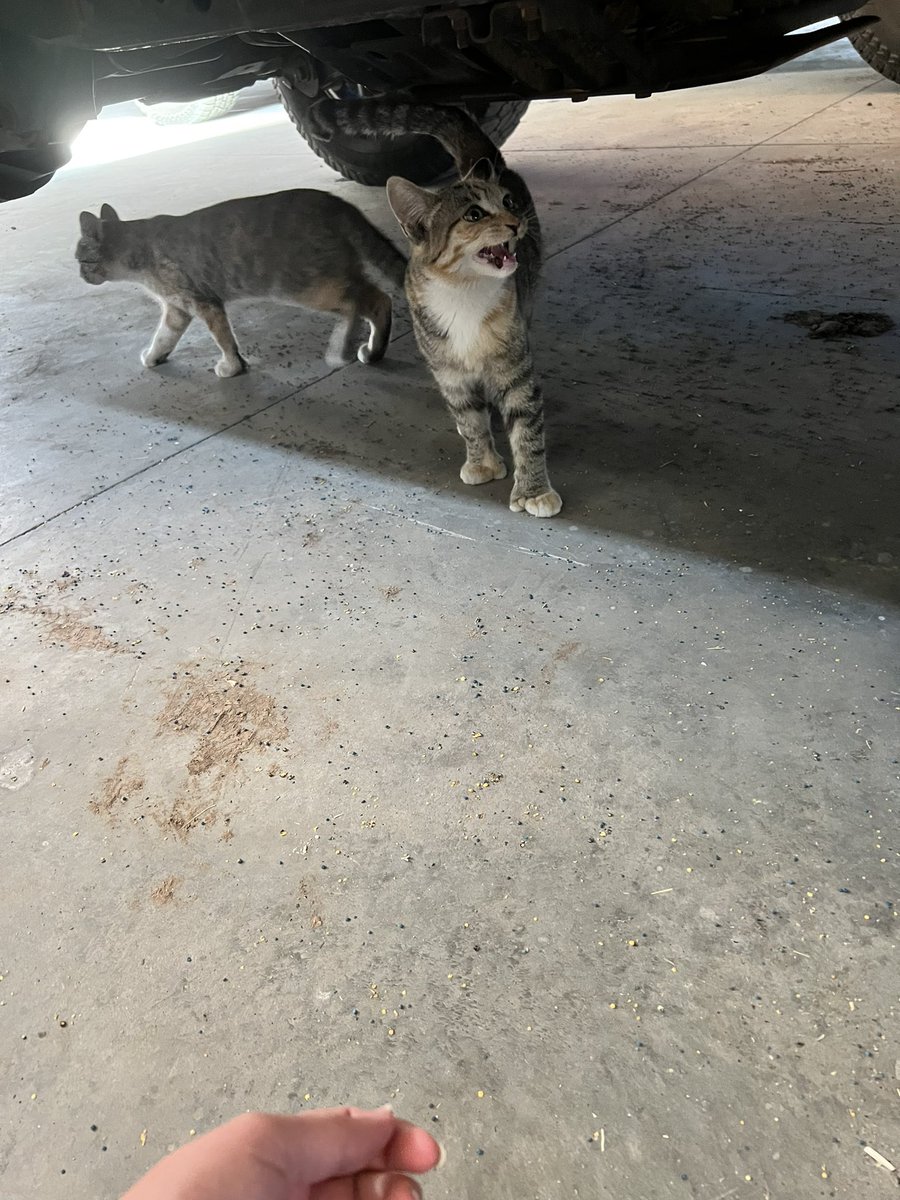 kalinjes's tweet photo. made friends with the cats at one of the farms. look at the handsome toe girl scream 🥲 i would die for them 💚😭😍 https://t.co/kT6kcB0v10