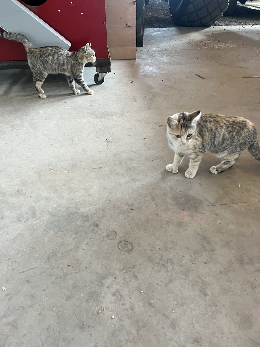 kalinjes's tweet photo. made friends with the cats at one of the farms. look at the handsome toe girl scream 🥲 i would die for them 💚😭😍 https://t.co/kT6kcB0v10