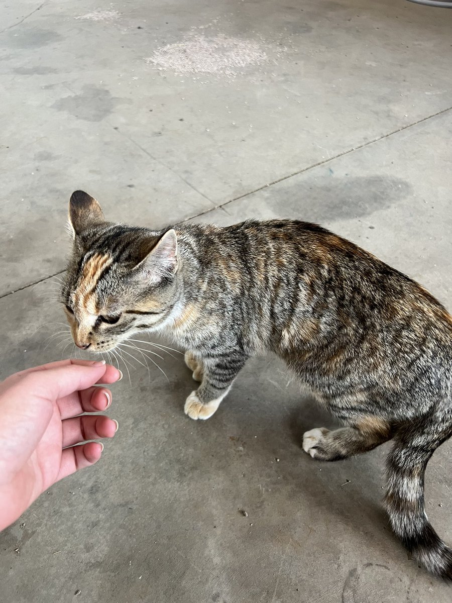 kalinjes's tweet photo. made friends with the cats at one of the farms. look at the handsome toe girl scream 🥲 i would die for them 💚😭😍 https://t.co/kT6kcB0v10