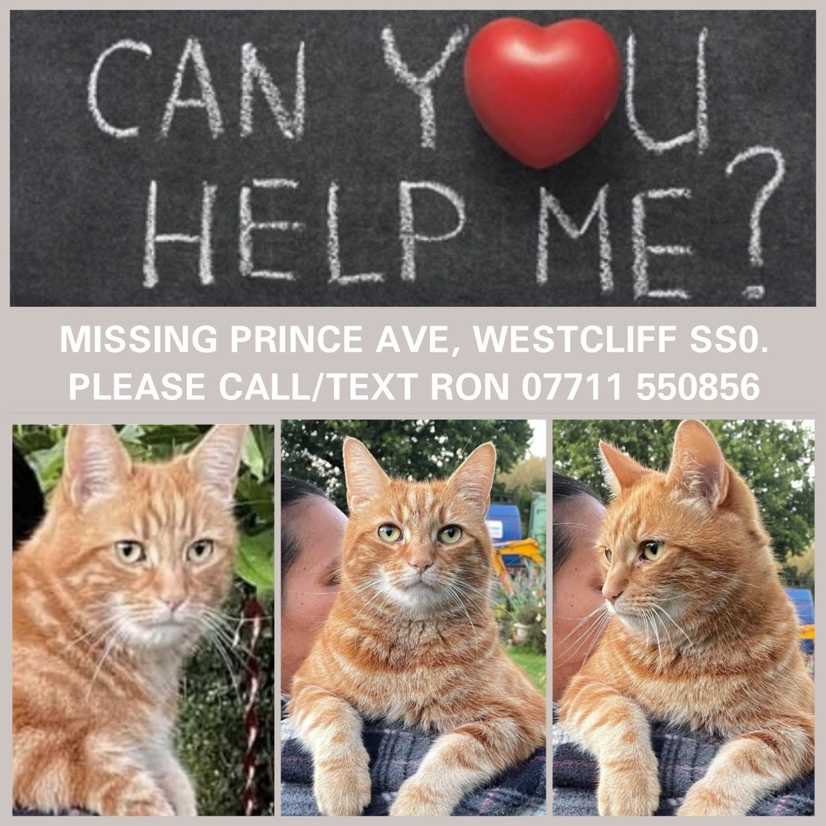WrennHaye's tweet photo. MISSING: Ginger Tabby/Orange cat since 25.07.22.

#westcliff #leighonsea #Southend #lostcatsofinstagram #foundcats @PetsLocated @petregister  @LeighOnSeaFeed @WestcliffonSea @AroundSS9 #petrescue @The_Animal_Team https://t.co/kvKFPqqRWX