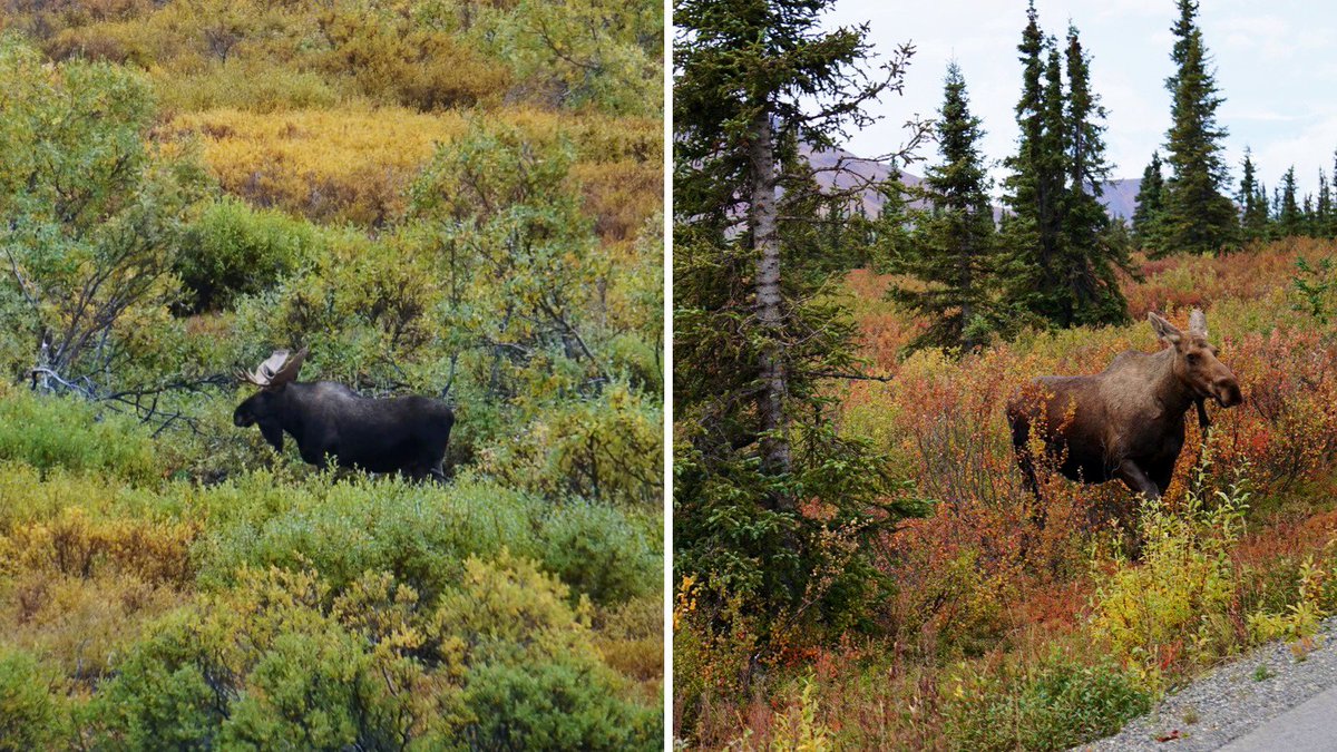famTravelsUSA's tweet photo. Our moose sightings from Alaska. Both were seen from the bus on a Wilderness Tundra Tour in #DenaliNP. The one on the left was much farther away! @RoarLoudTravel https://t.co/VttULUpYK7